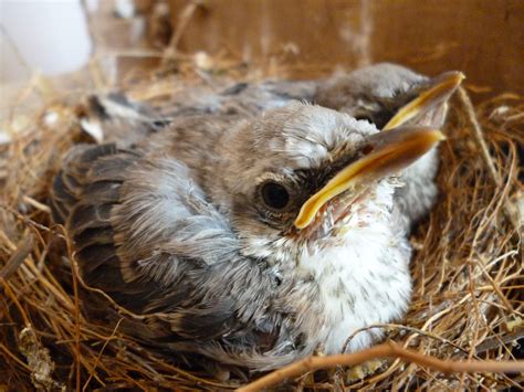 小鳥來家裡築巢是好事嗎 數字易經免費